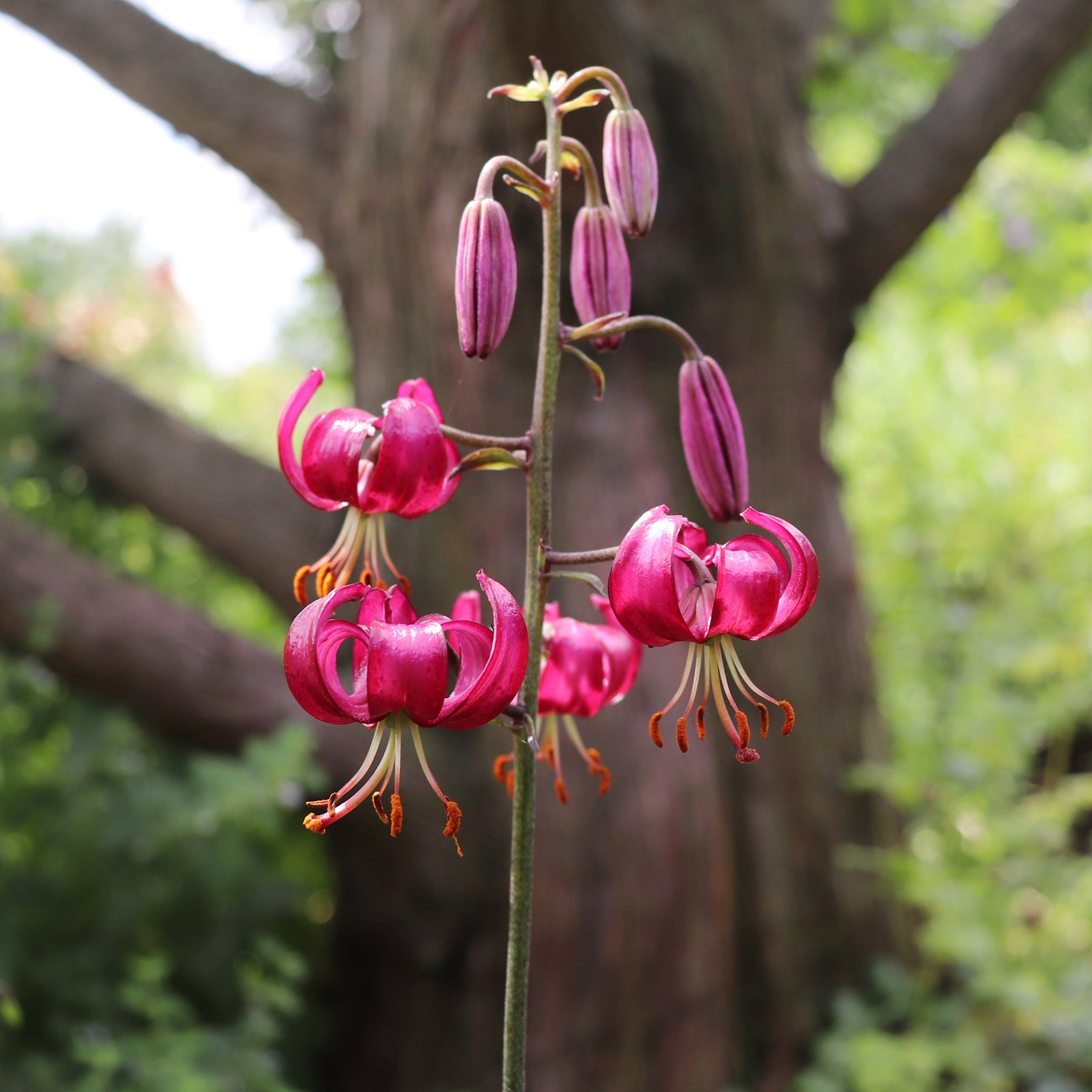 Türkenbundlilie Claude Shride - Lilium Claude Shride - Willemse