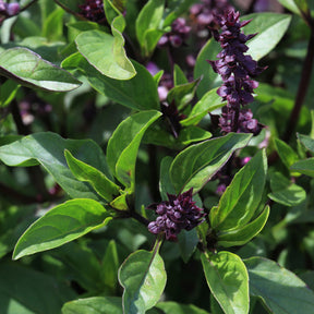 Ocimum basilicum var. thyrsiflora - Thai-Basilikum - Kräuterpflanzen