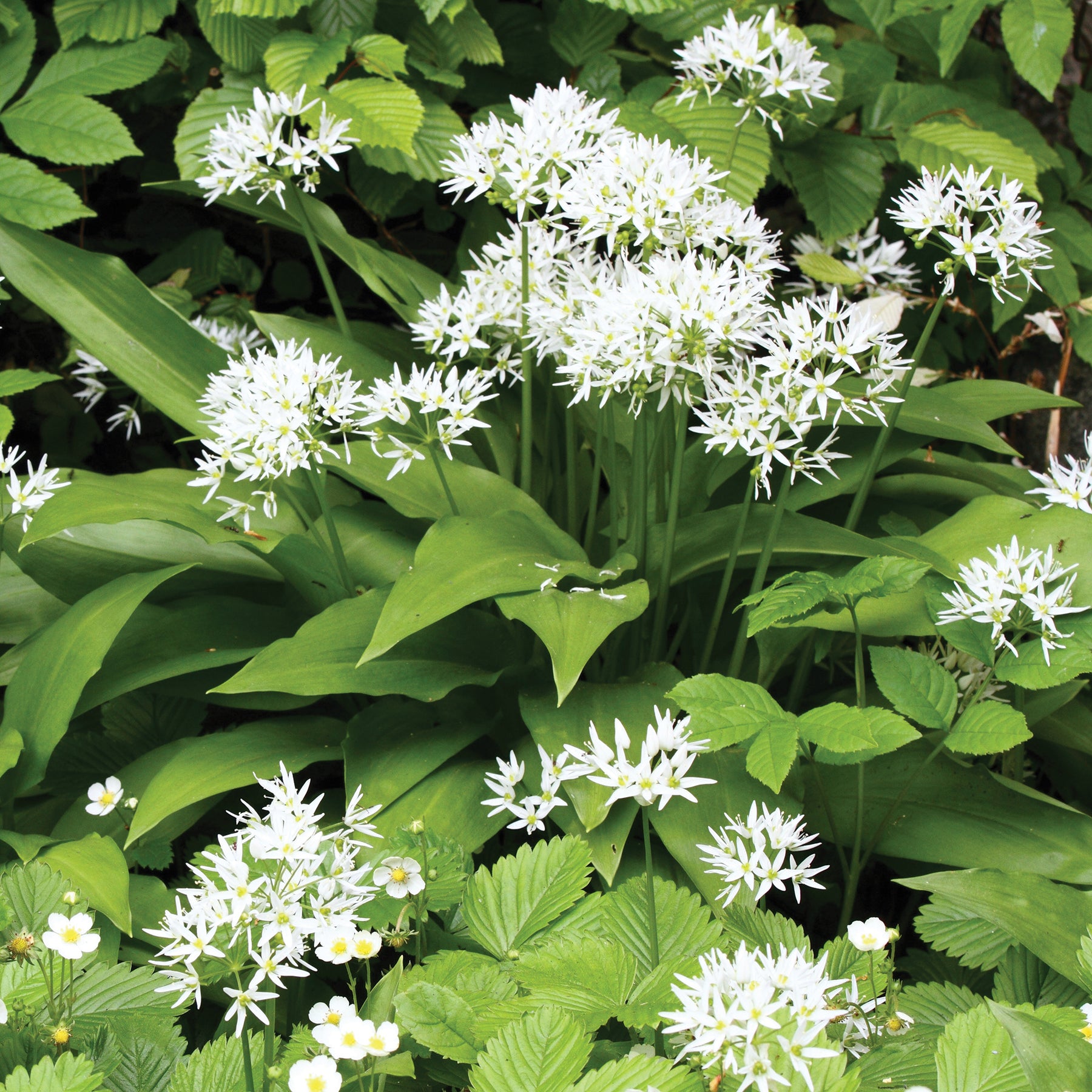 Bärlauch - Allium ursinum - Willemse