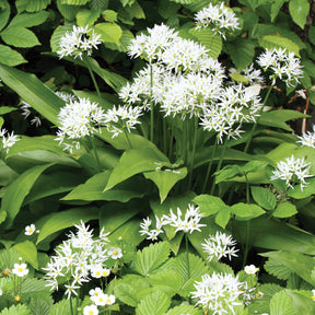 Bärlauch - Allium ursinum - Willemse