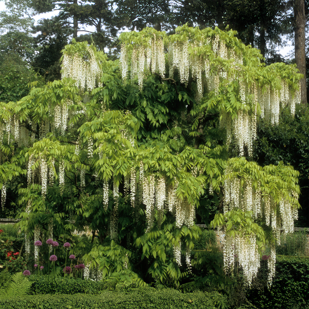 Weißer Blauregen Alba auf Stamm - Willemse