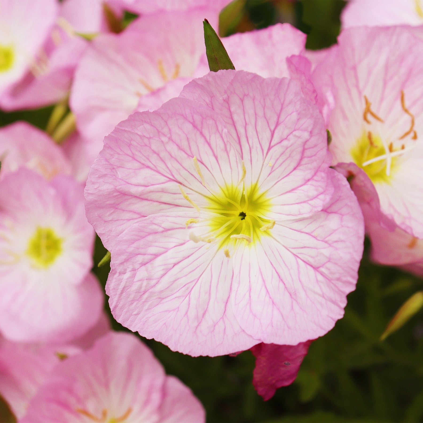 Verkauf Nachtkerze 'Siskiyou Pink' (x2) - Oenothera speciosa Siskiyou Pink
