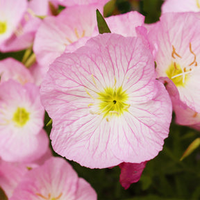 Verkauf Nachtkerze 'Siskiyou Pink' (x2) - Oenothera speciosa Siskiyou Pink