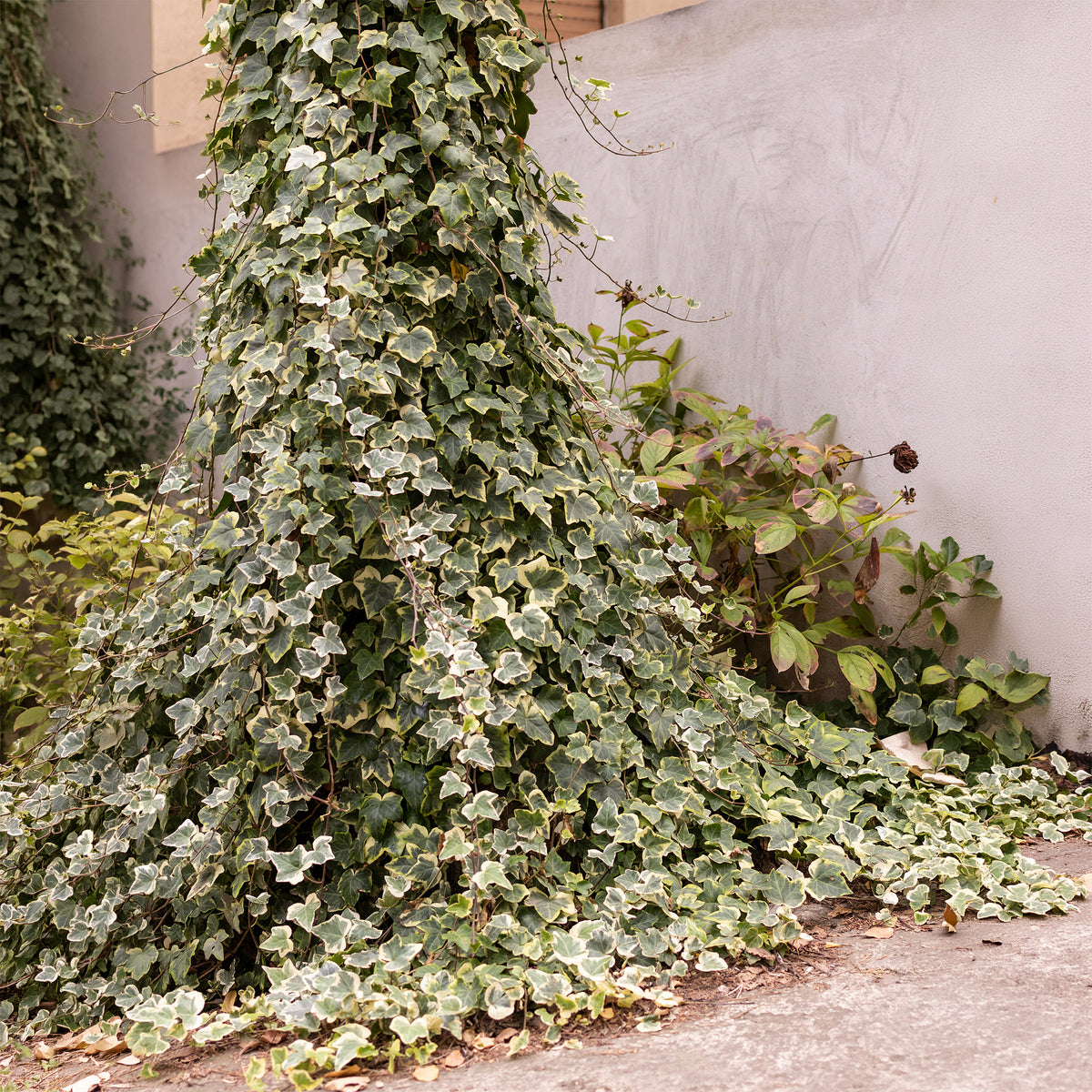 Efeu ‘Goldchild’ - Hedera helix Goldchild - Willemse