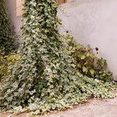 Efeu ‘Goldchild’ - Hedera helix Goldchild - Willemse