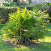 Chamaerops humilis - Zwergpalme 'Sicilia' - Palmen