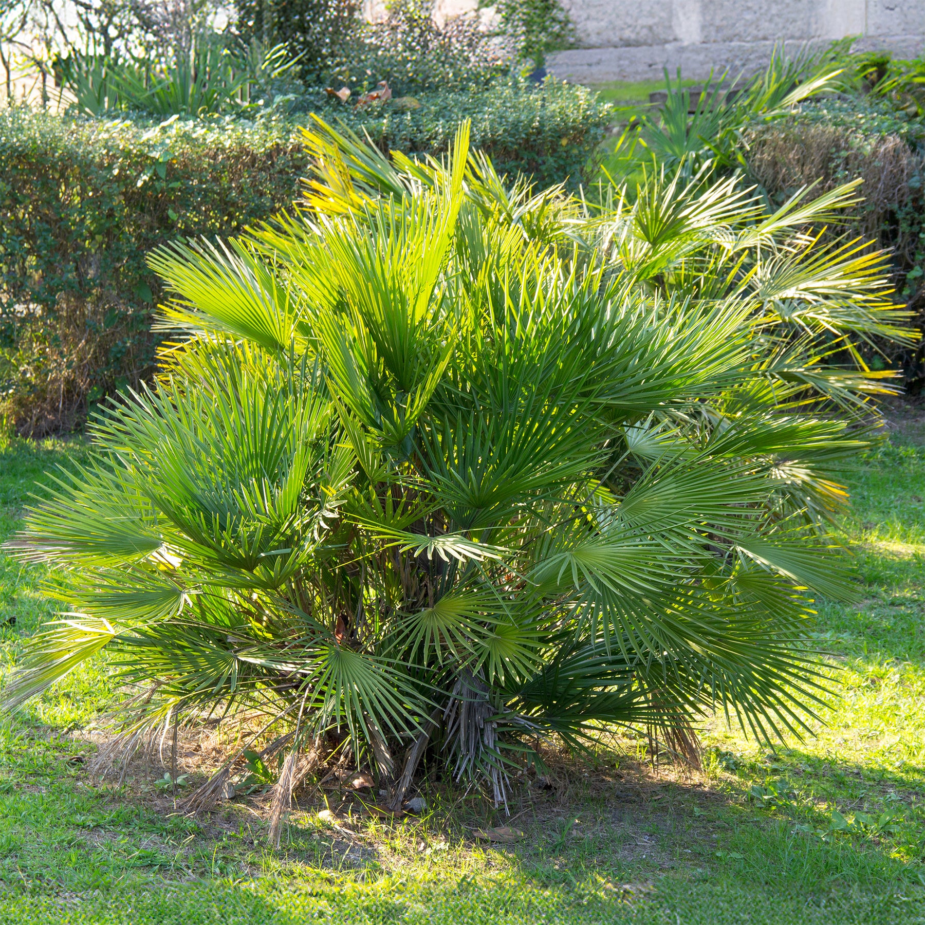 Chamaerops humilis - Zwergpalme 'Sicilia' - Palmen