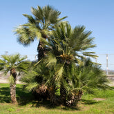 Zwergpalme ‘Sicilia’ - Willemse