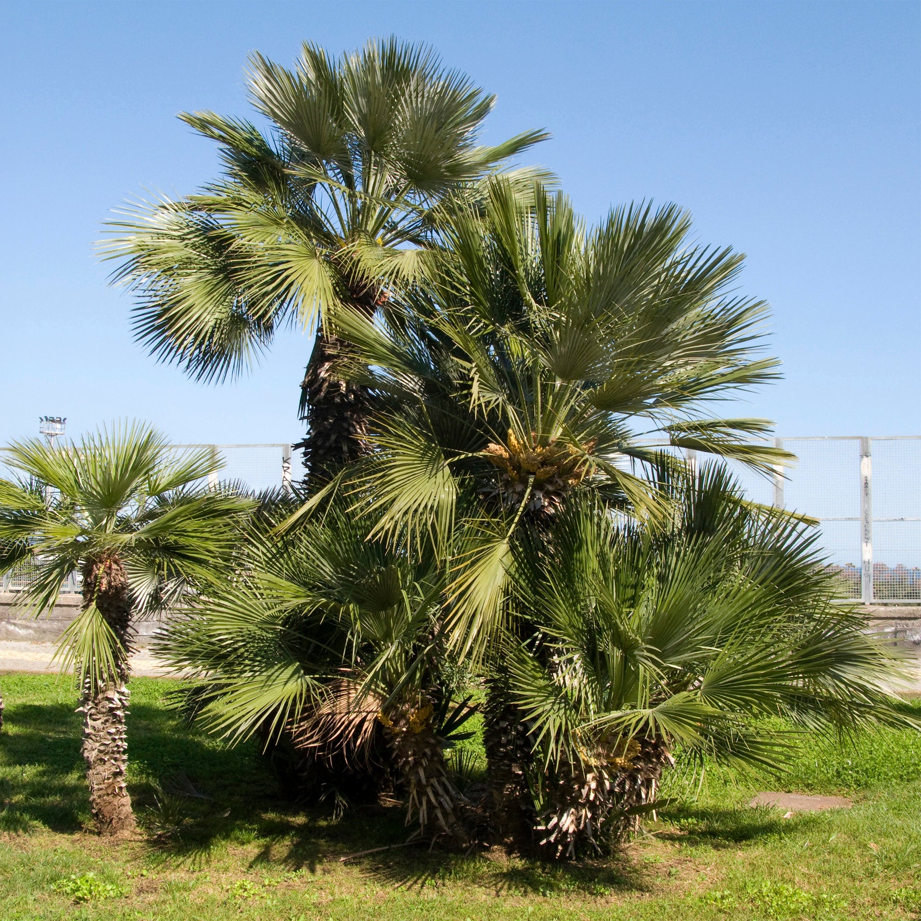 Zwergpalme 'Sicilia' - Chamaerops humilis - Willemse