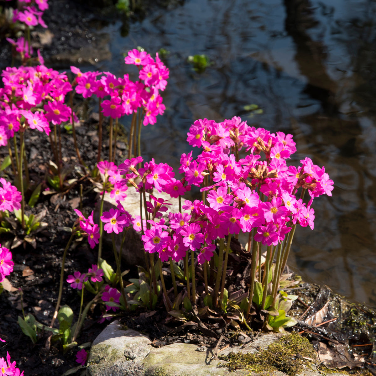 Himalajaprimel - Primula rosea grandiflora - Willemse