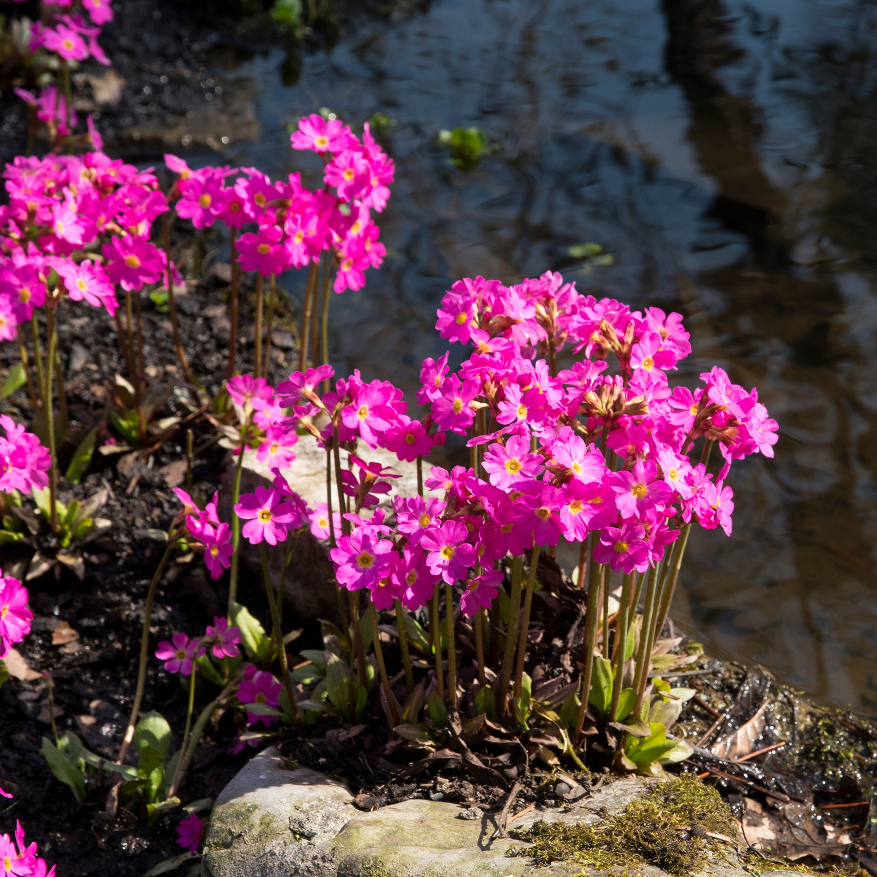 Himalajaprimel - Primula rosea grandiflora - Willemse