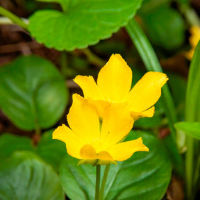 Pfennigkraut - Lysimachia nummularia - Willemse
