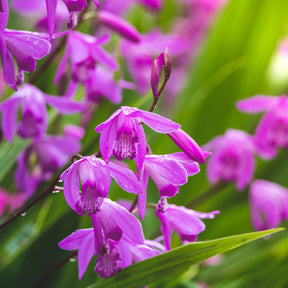 Bletilla striata - Bletilla (Hyazinthen-Orchidee) - Alle Teichpflanzen