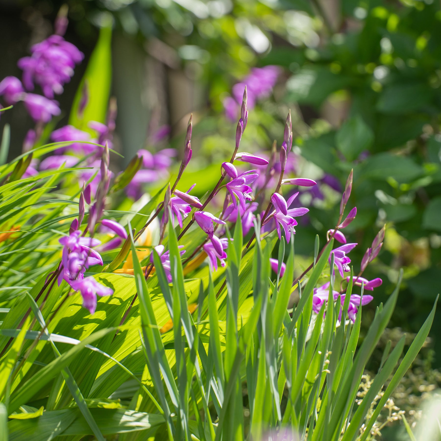 Bletilla (Hyazinthen-Orchidee) - Willemse