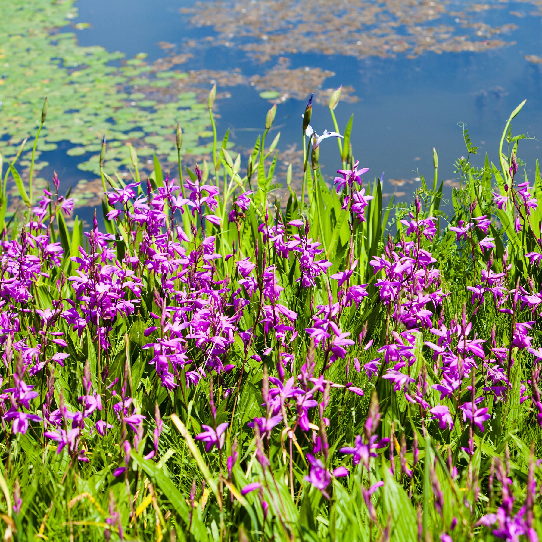 Alle Teichpflanzen - Bletilla (Hyazinthen-Orchidee) - Bletilla striata
