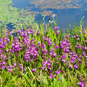 Alle Teichpflanzen - Bletilla (Hyazinthen-Orchidee) - Bletilla striata