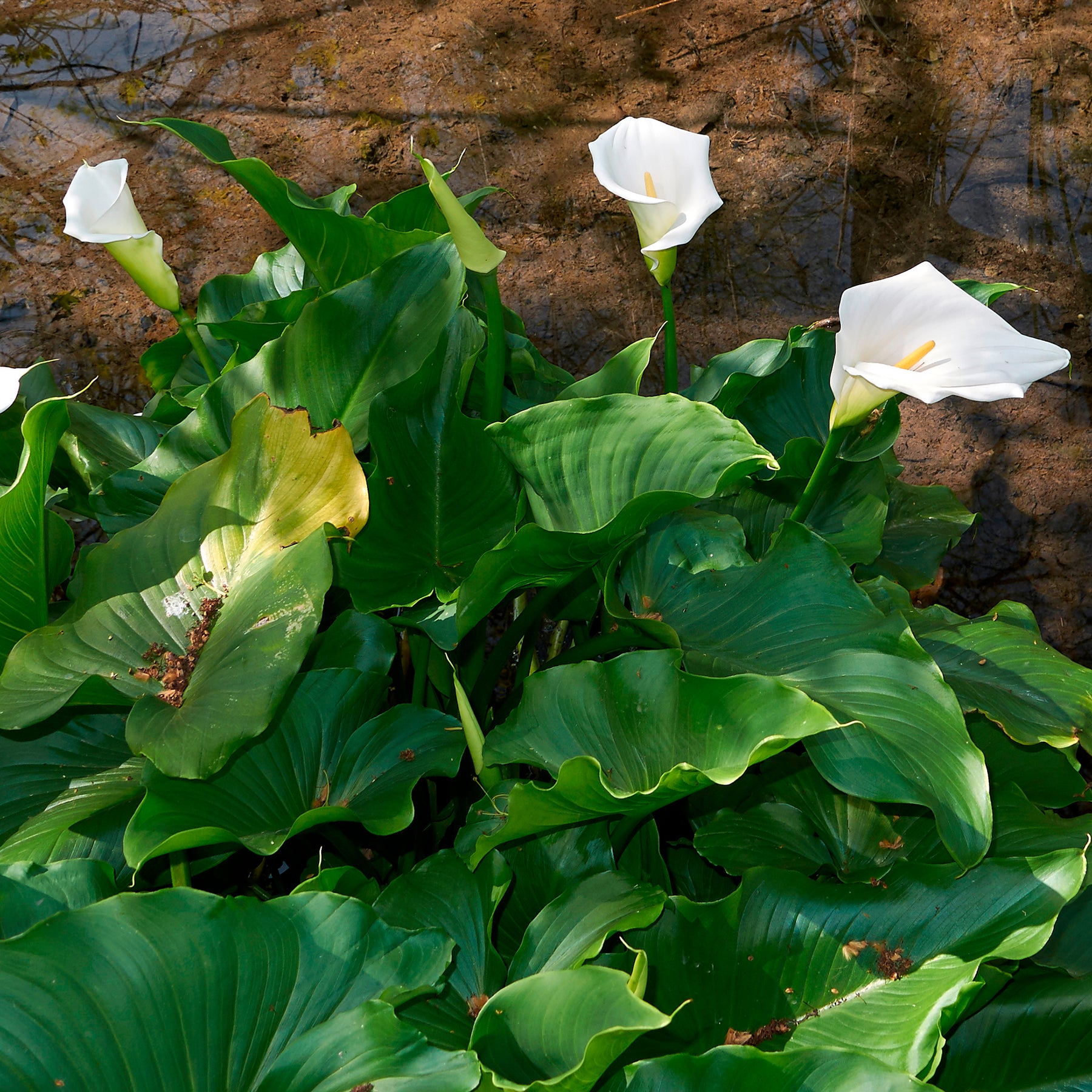 Calla weiß - Willemse