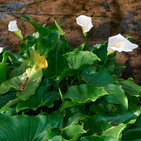 Calla weiß - Willemse