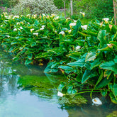 Zantedeschia aethiopica - Calla weiß - Alle Teichpflanzen