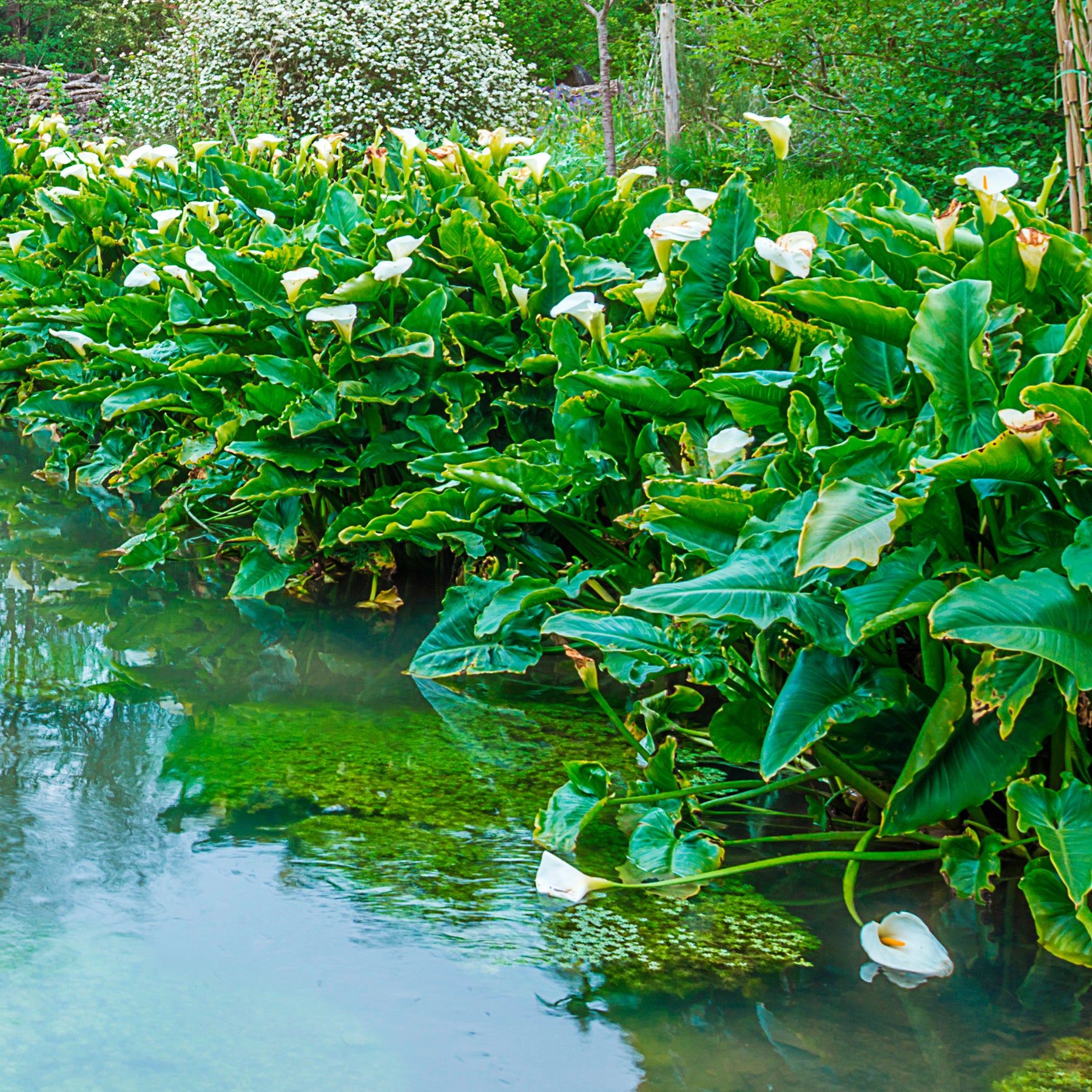 Zantedeschia aethiopica - Calla weiß - Alle Teichpflanzen