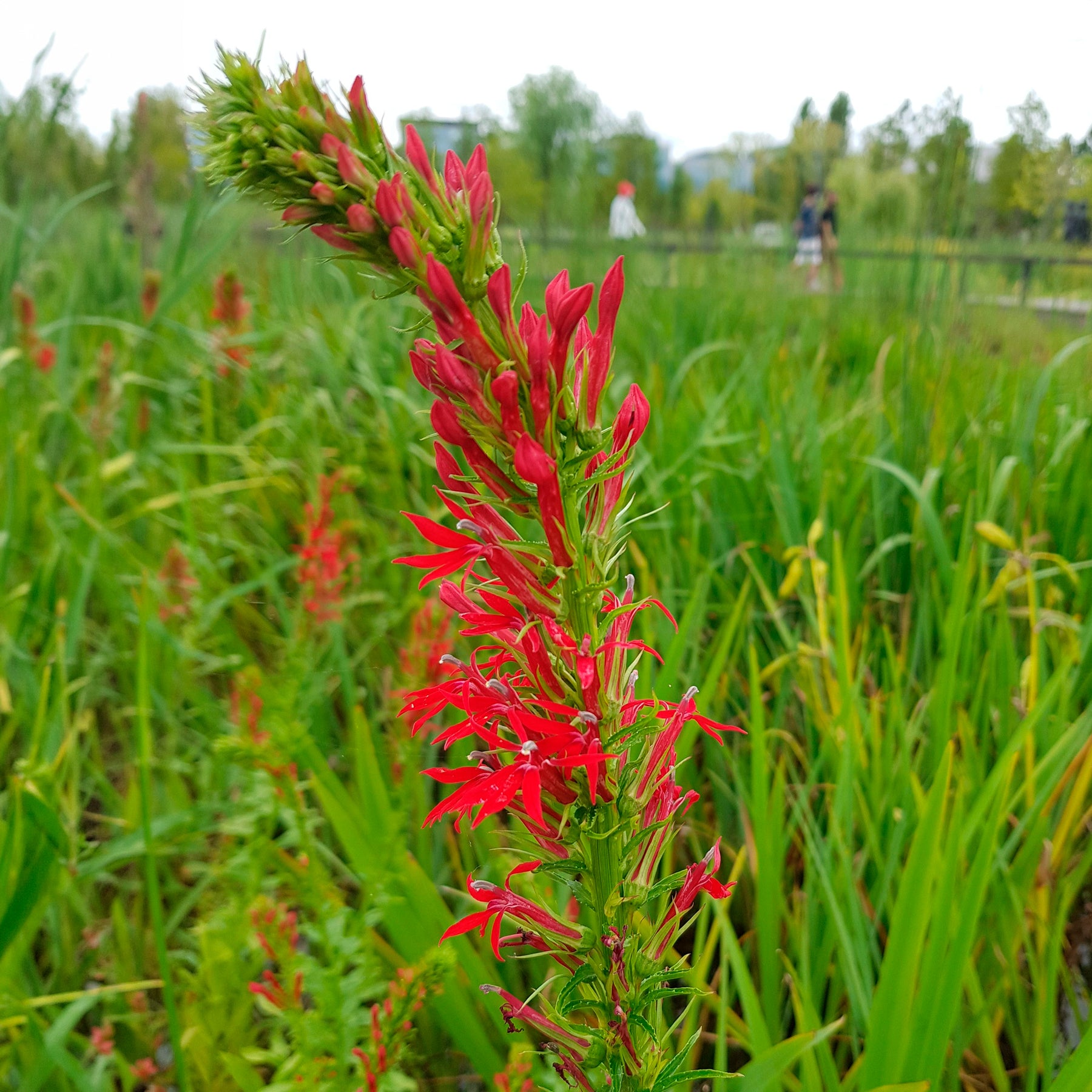 Kardinalslobelie - Lobelia cardinalis - Willemse