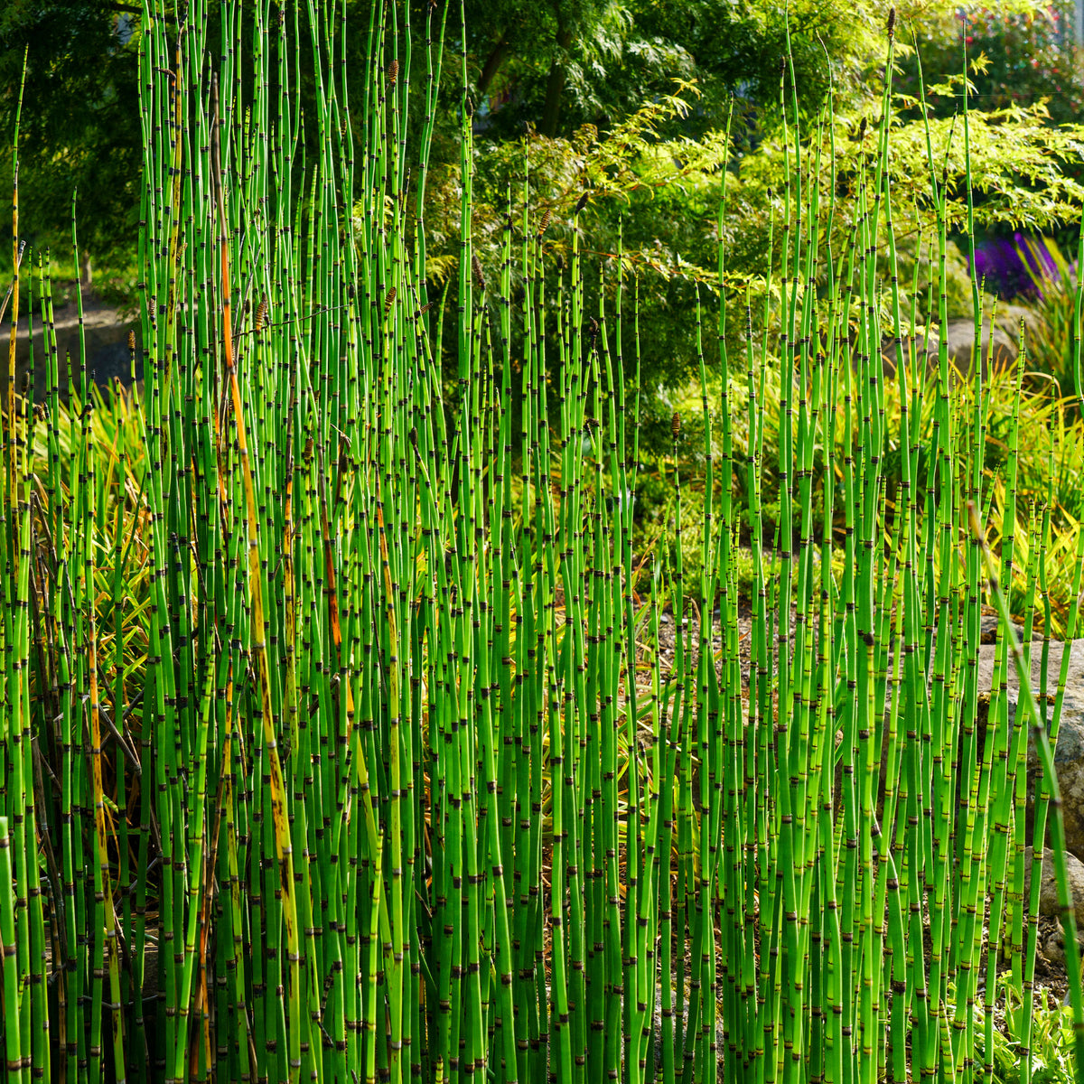 Equisetum japonicum - Japanischer Schachtelhalm - Alle Teichpflanzen