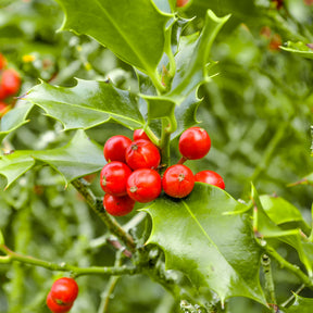 Blühende Sträucher - Stechpalme - Ilex aquifolium