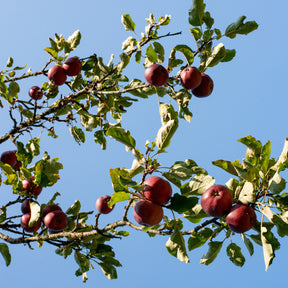 Apfelbaum Baya Marisa