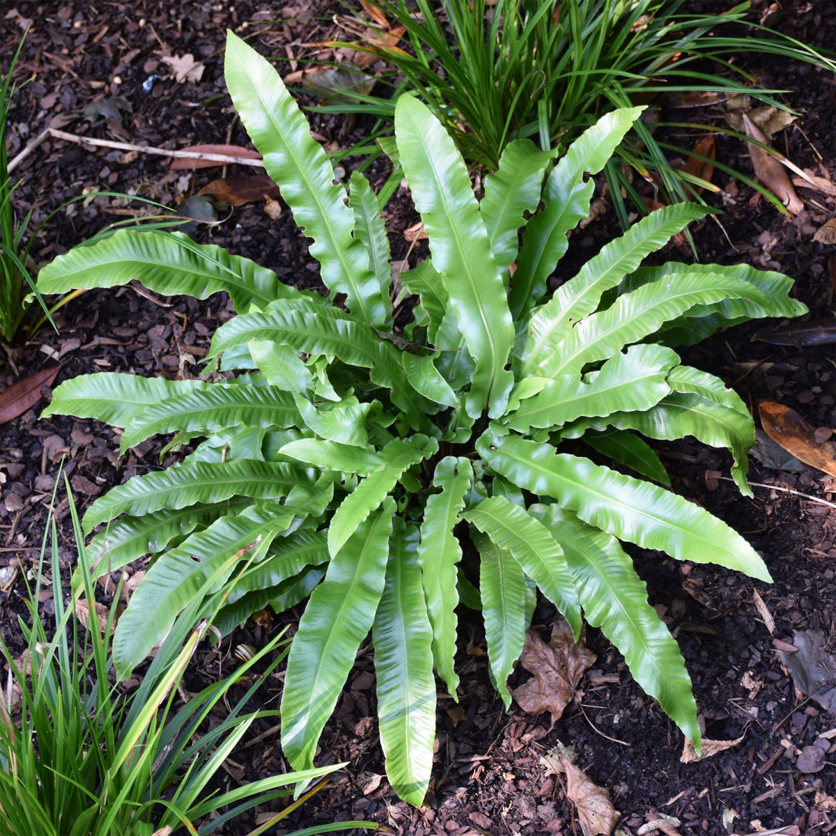 Zungenfarn Asplenium scolopendrium - Willemse