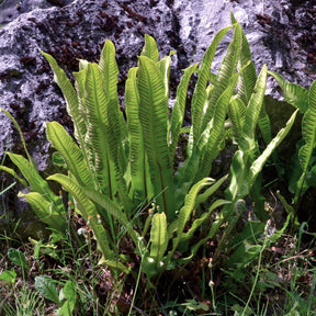 Asplenium scolopendrium - Hirschzungenfarn - Stauden