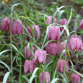 Schachblumen Mischung (x30)