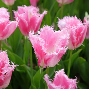 Gefranste Tulpe Huis ten Bosch (x20)