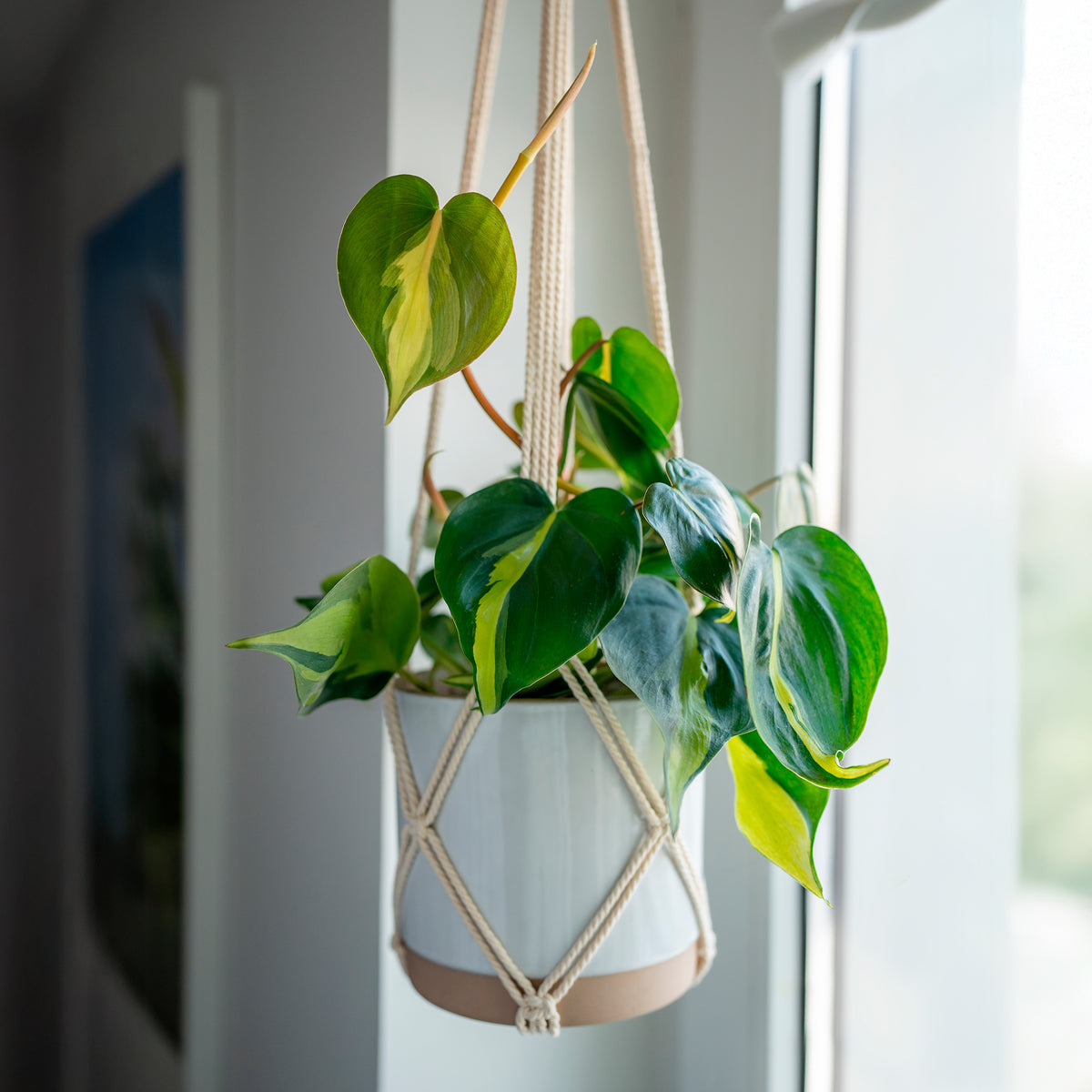 Philodendron Monstera Brasil - Philodendron scandens Brasil - Willemse