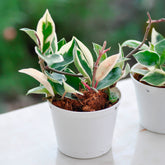 Wachsblume - Hoya carnosa Krimson Queen - Willemse