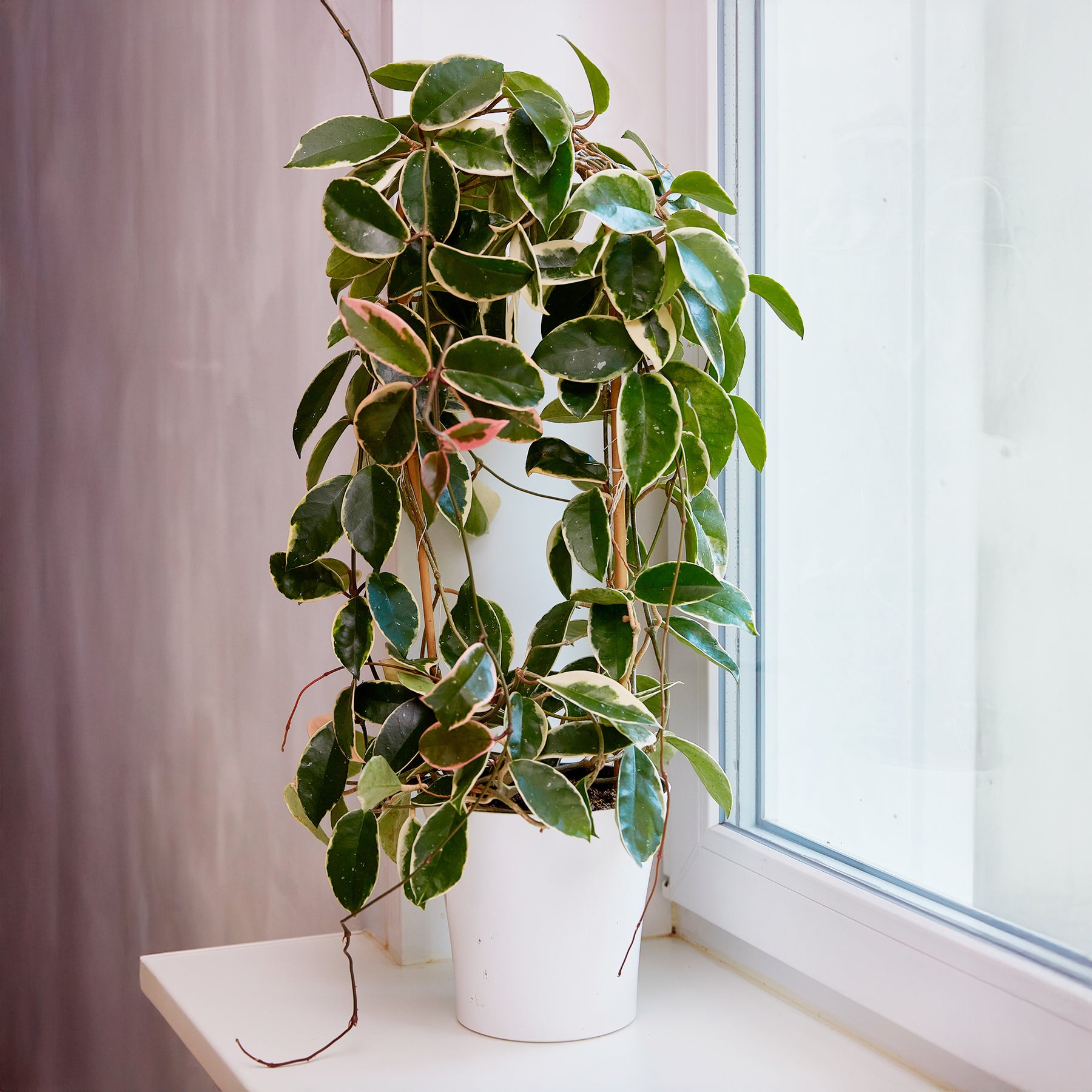 Hoya carnosa Krimson Queen - Wachsblume - Hängende Zimmerpflanzen