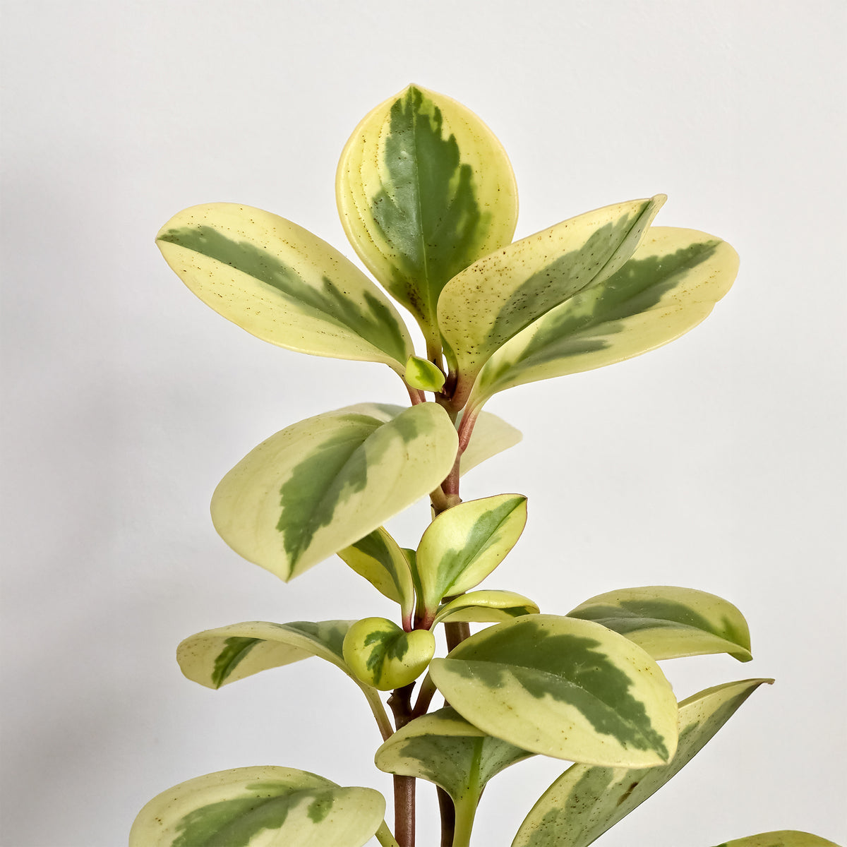 Zweifarbige Peperomie Obtipan - Willemse