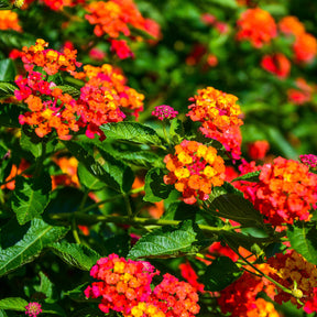 3 Lantana Passionsfrucht - Willemse
