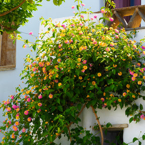 Verkauf 3 Lantana Passionsfrucht