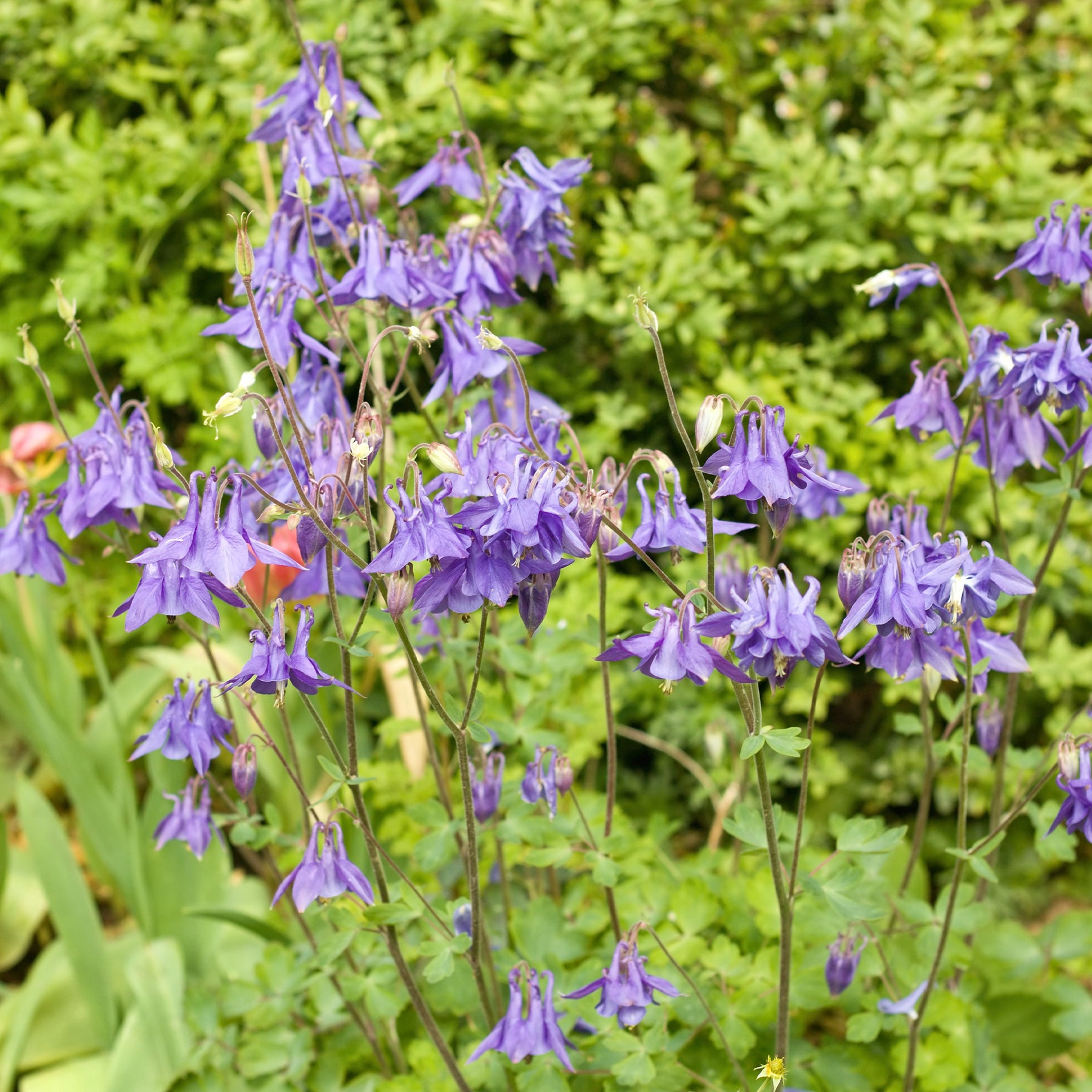 Kurzspornige Akelei - Aquilegia vulgaris - Willemse