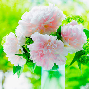 Verkauf Pfingstrose Albert Crousse - Paeonia lactiflora Albert Crousse