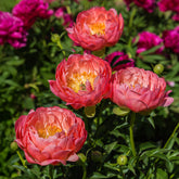 Pfingstrose Coral Charm - Paeonia lactiflora Coral Charm - Willemse