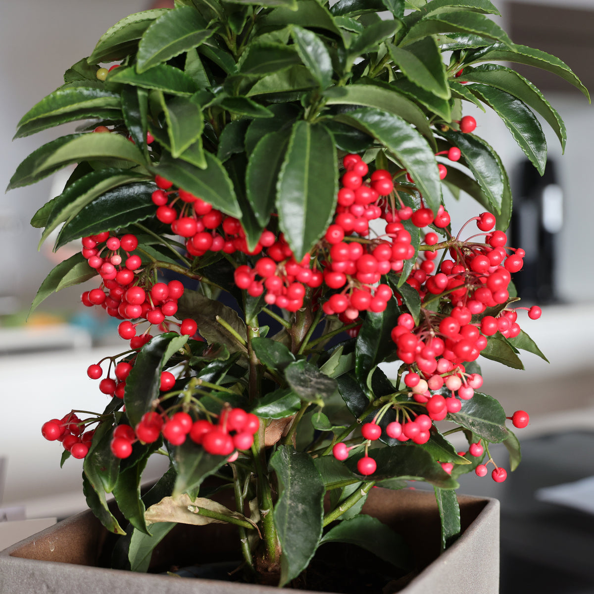 Gekerbte Spitzblume (Christmas berry) - Ardisia crenata - Willemse