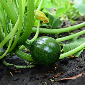 Zucchini Eight Ball F1 - Cucurbita pepo - Willemse