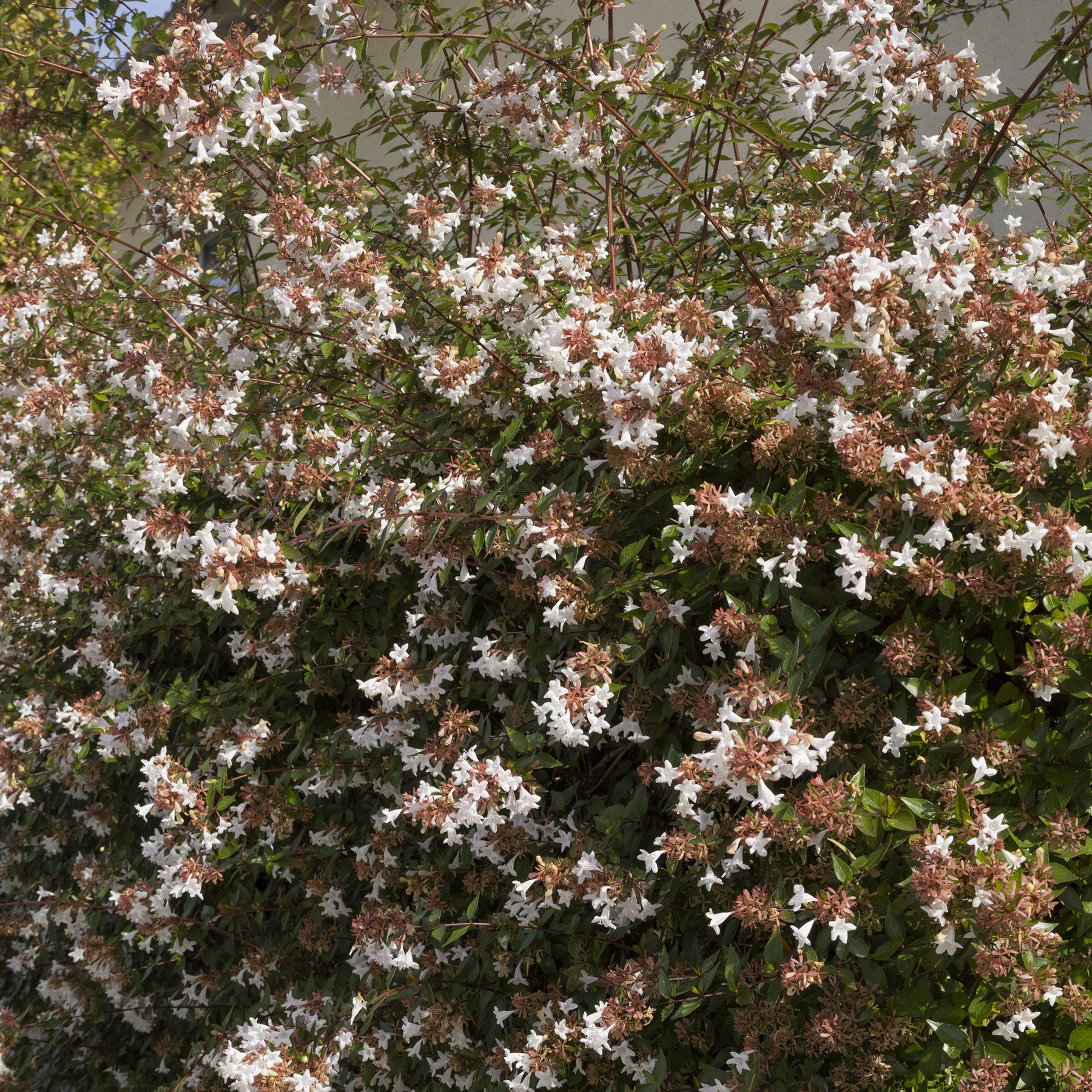 Großblütige Abelie Pisto - Abelia grandiflora Pisto - Willemse