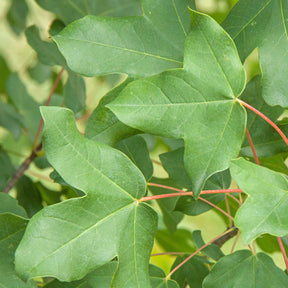 Ahorn - Montpellier-Ahorn - Acer monspessulanum