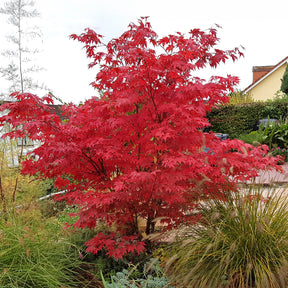 Acer palmatum Osakazuki - Japanischer Ahorn Osakazuki - Japanischer Ahorn