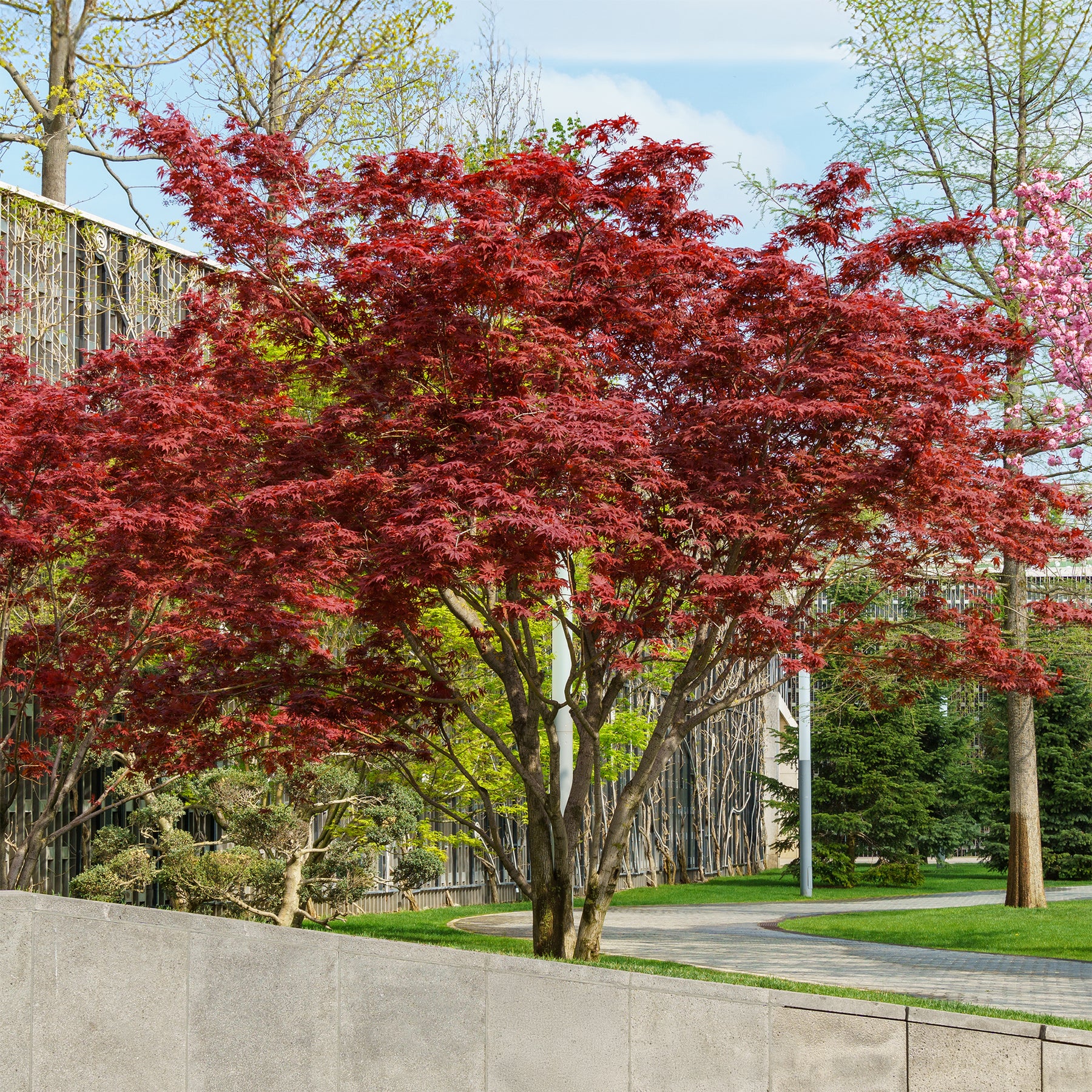 Japanischer Ahorn Osakazuki - Willemse