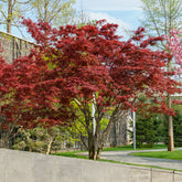 Japanischer Ahorn 'Atropurpureum' - Acer palmatum Atropurpureum - Willemse