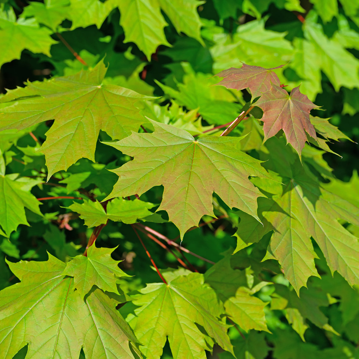 Spitzahorn - Acer platanoides - Willemse
