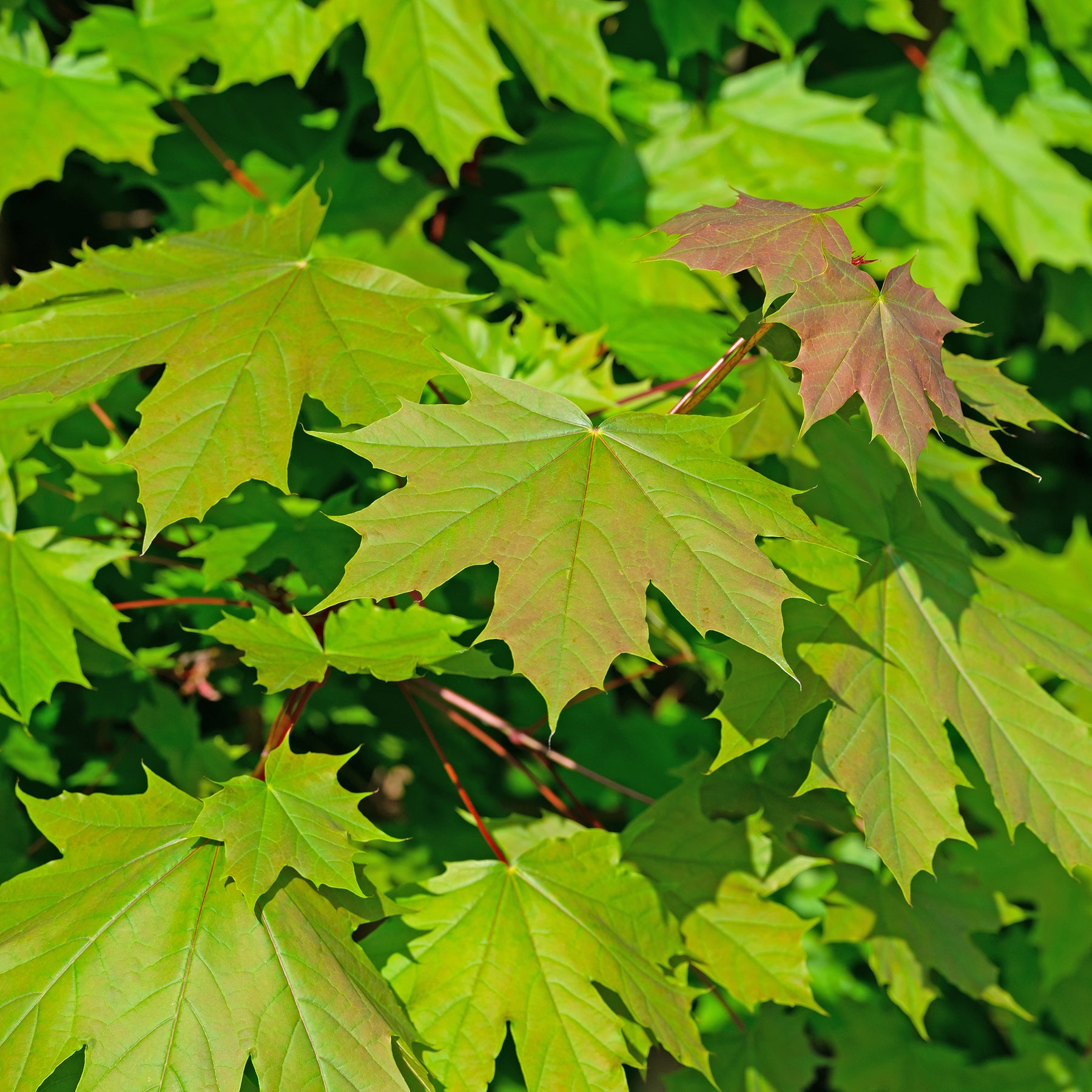 Acer platanoides - Spitzahorn - Ahorn